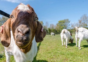 24 m² House ∙ 1 bedroom ∙ 4 guests