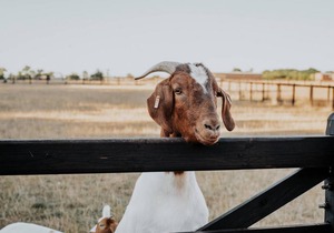 24 m² House ∙ 4 guests