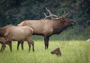 2BR Suite @ Smoky Mountains Resort