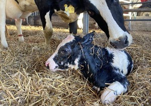 42 m² Apartment ∙ 2 bedrooms ∙ 4 guests