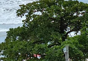 Apartamento pé na areia