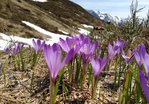 Apartment in Hippach near Mayrhofen Ski Area