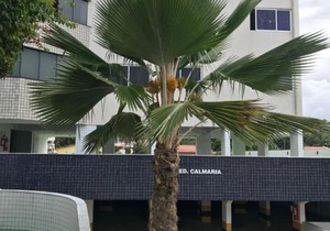 Apt Praia Pirangi do Norte - RN