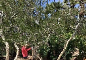 Beachfront Condo Within a tropical paradise