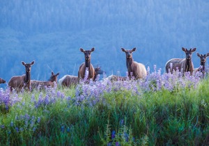 Beautiful, Warm & Welcoming-Redwoods, River, Beaches (w/ Hot tub)