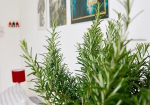 Brand NEW stunning Victoria studio in Archway