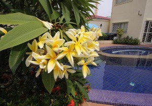 BUTTERFLY GARDEN BOUTIQUE RESIDENCES Apts and villas, A Lifestyle Destination Ex Lg 1-3 bedroom units , Full kitchen, 2 Full bathrooms, Rain shower, Spa bath, FREE BBQ, Free fast fiber optic WIFI, Staff 24-7