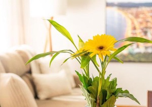 Casa térrea com 03 quartos em Canto Grande