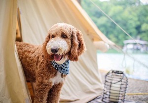 Deluxe Safari Tent Glamping at Unicoi in Helen GA - 15