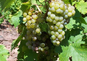 Double Room Shower / WC - Weingut Gästehaus Gerlach