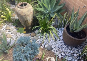 Enjoy the many beaches of Manly and Freshwater