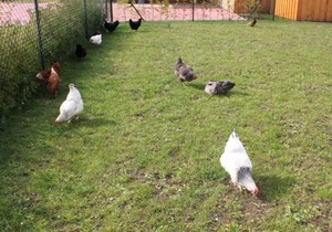 Ferienwohnung Rügen in Samtens