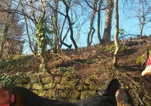 Ferienwohnungen Eichenhof