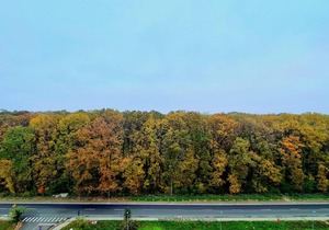 Forest View - Eagle's Nest