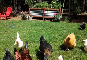 Grace Lake Resort Cabin # 1