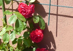 Holiday apartment Alf for 1 - 4 persons with 1 bedroom - Holiday apartment