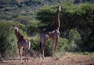 Khululeka Bushveld Guest Farm