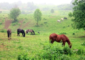 Linden Tree Retreat & Ranch