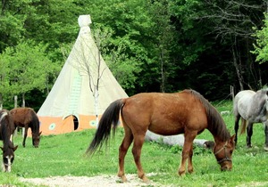 Linden Tree Retreat & Ranch