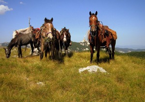 Linden Tree Retreat & Ranch