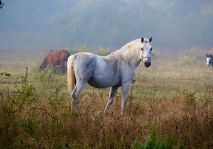 Linden Tree Retreat & Ranch