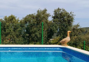 LIVE FINCA GAMONAL BJ 5