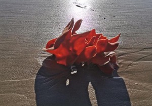 Marina Sands SeaView