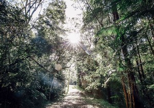 Nightcap Ridge - Byron Bay Hinterland