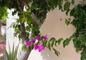 Parque Holandés Fuerteventura casa Mayte