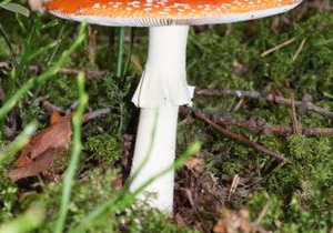 Residence Vis à Vis