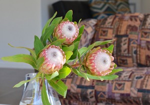 Self contained 3 bedroom luxury accommodation set in Villa Honeysuckle with pool