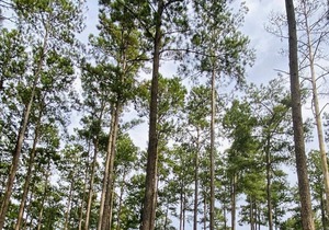 Tentrr State Park Site - Louisiana Bogue Chitto State Park - Gorge Trail O - Sin