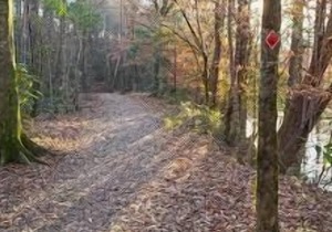 Tentrr State Park Site - Louisiana Bogue Chitto State Park - Gorge Trail O - Sin