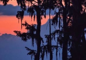 Tentrr State Park Site - Louisiana Fontainebleau State Park - Pond View E - Sing