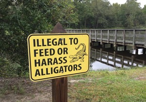 Tentrr State Park Site - Louisiana Fontainebleau State Park - Pond View E - Sing