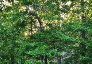 Tentrr State Park Site - Louisiana Fontainebleau State Park - Pond View F - Sing
