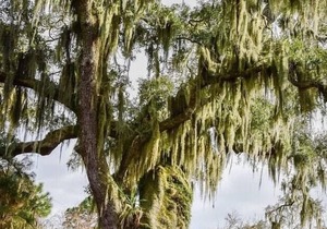 Tentrr State Park Site - Louisiana Fontainebleau State Park - Pond View F - Sing