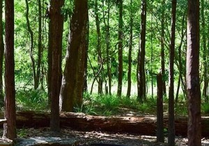 Tentrr State Park Site - Louisiana Fontainebleau State Park - Pond View F - Sing