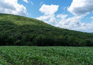 Tentrr State Park Site - NY Taconic State Park: High Valley Rd Site A