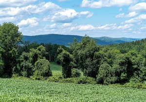 Tentrr State Park Site - NY Taconic State Park: High Valley Rd Site A