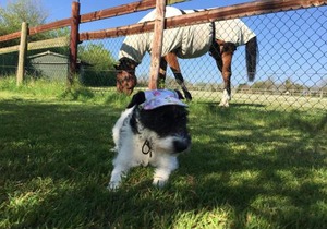 The Starting Gate, Bruton