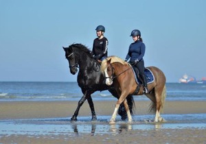 Zeester 6 personen z