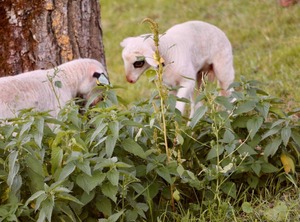 Shower Toilet | Le Bougayrou