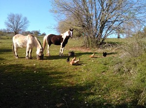 Shower Toilet | Orniac