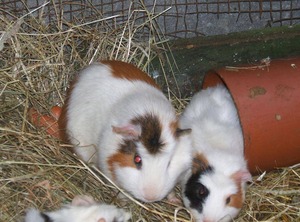 Shower Toilet | Grothusenkoog