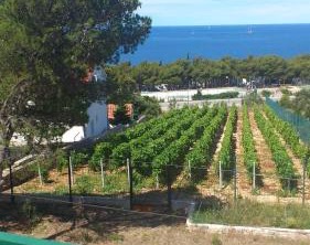 Apartments Diana | Primosten