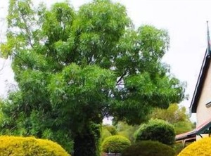 Barossa Peppertree Cottage | Stockwell