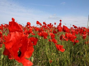 Damgarten Garden | Damgarten