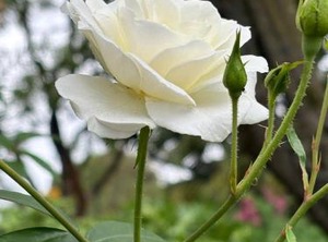 Ben Breakfast | Baileys Muckleneuk