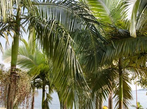 Rushel Kivu Resort Ltd Kayove | Buhongo